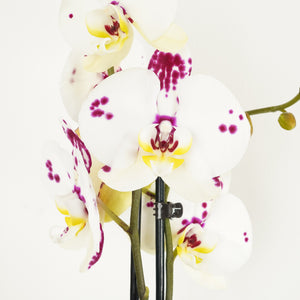 Phalaenopsis Orchid | Polka - Indoor Plant