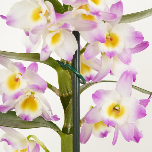 Dendrobium Orchid | Bright Eyes | Potted Houseplants