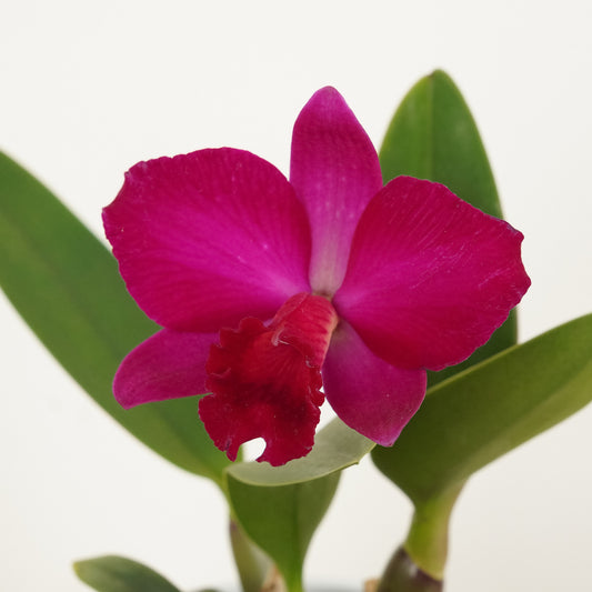 Queen Of Orchids | Raspberry | Hard To Find | Potted Houseplants