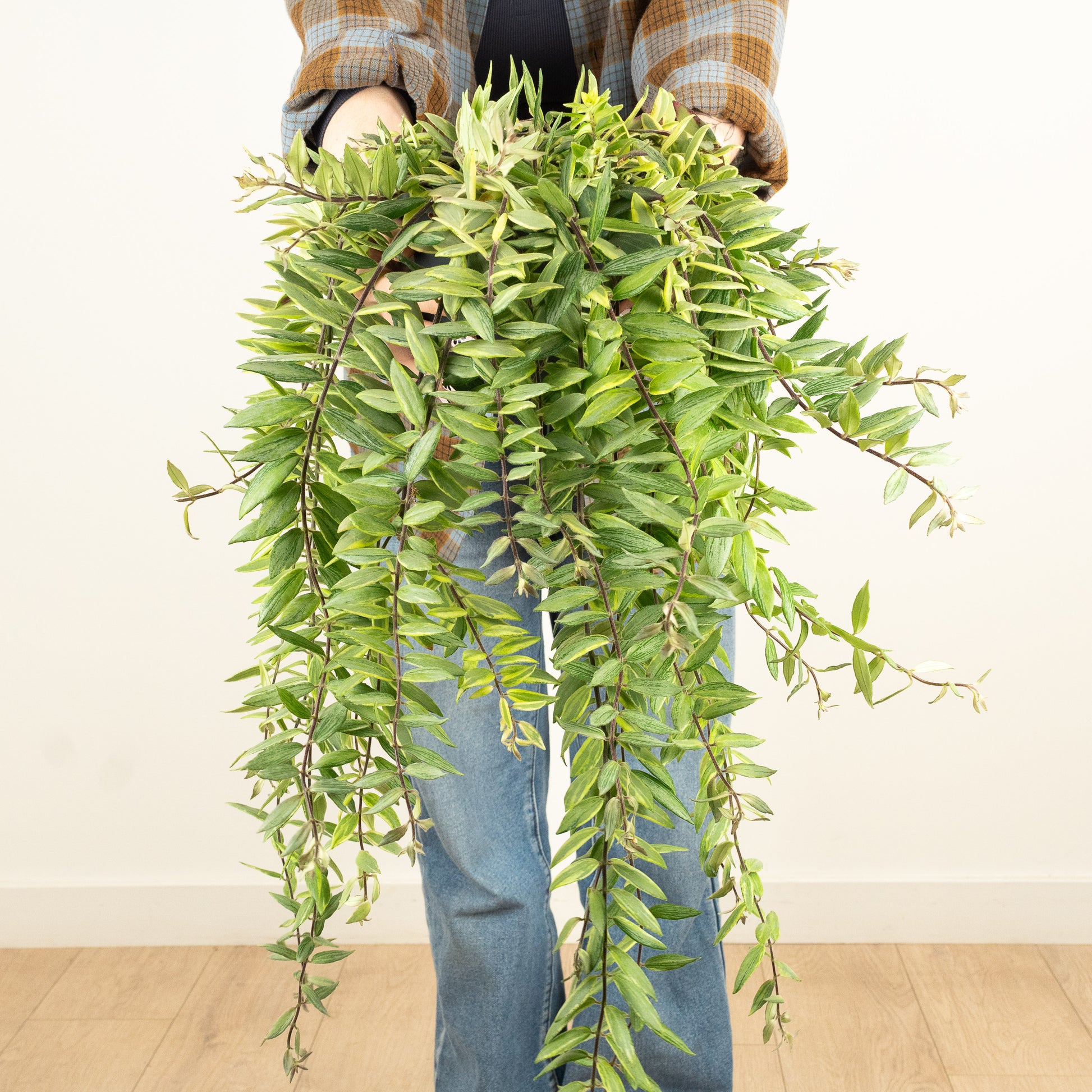 Variegated Lipstick Plant | Albo | Hard To Find