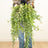 Trailing & Hanging Plants