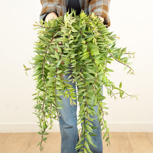 Variegated Lipstick Plant | Albo | Hard To Find | Air Purifying Plants