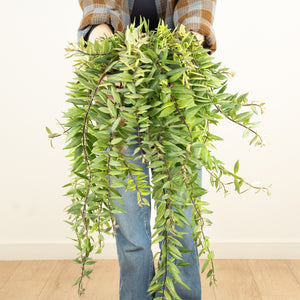 Variegated Lipstick Plant | Albo | Hard To Find - Indoor Plant