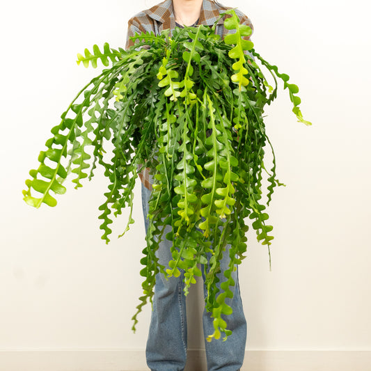 Fishbone Cactus | Indoor Plants