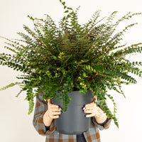 Button Fern | Hard To Find