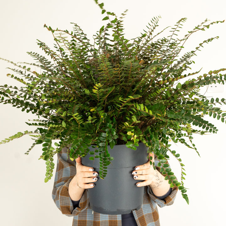Button Fern | Hard To Find