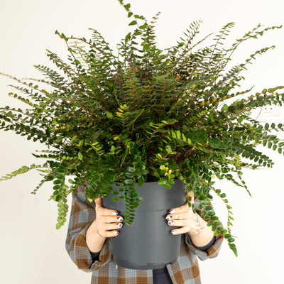 Button Fern | Hard To Find