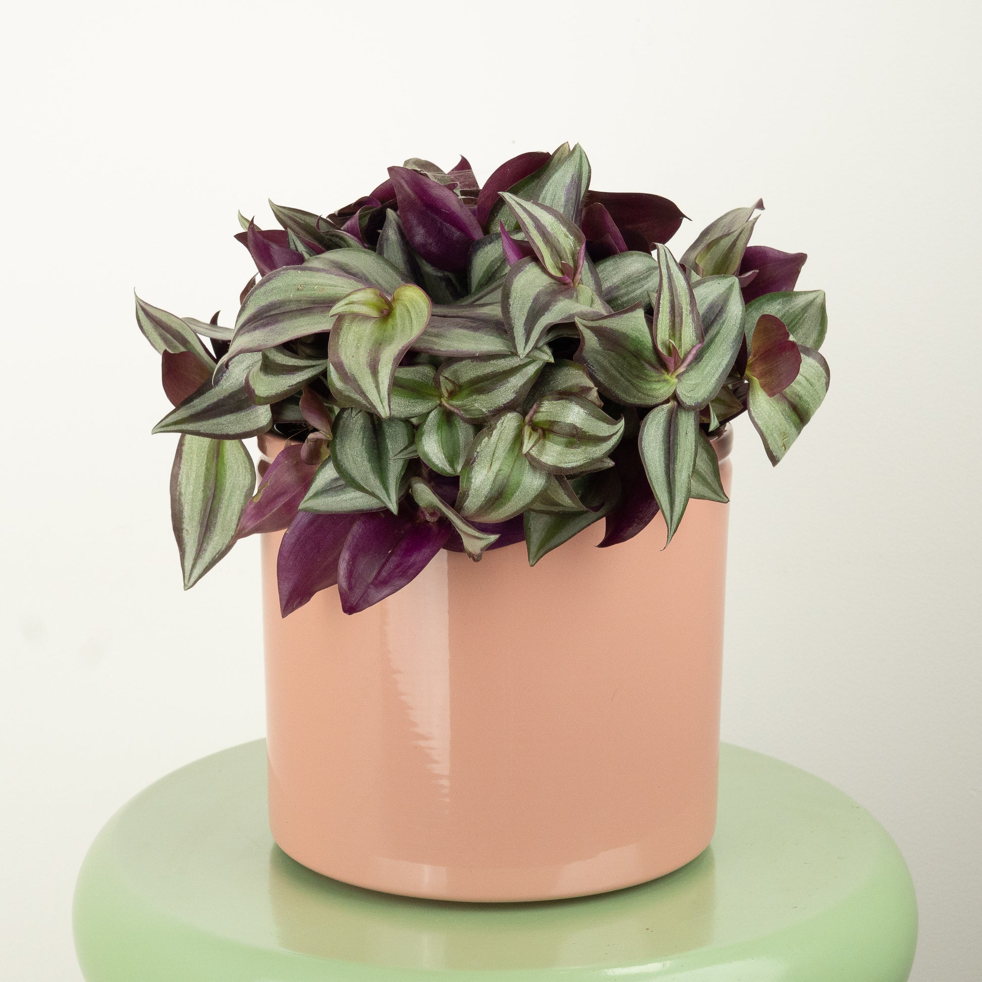 house plant wandering dude pot Wandering Dude