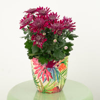 Mum | Ruffle Plum