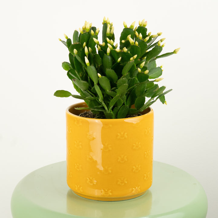 Easter Cactus | White