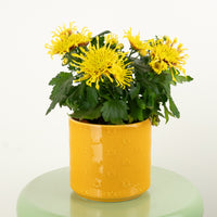 Mum | Ruffle Yellow