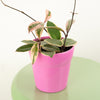 Wax Plant | Flamingo | New