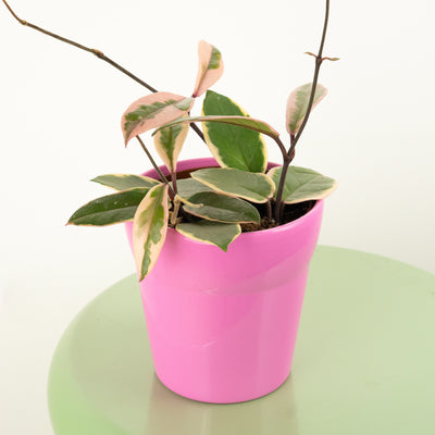 Wax Plant | Flamingo | New - Indoor Plants