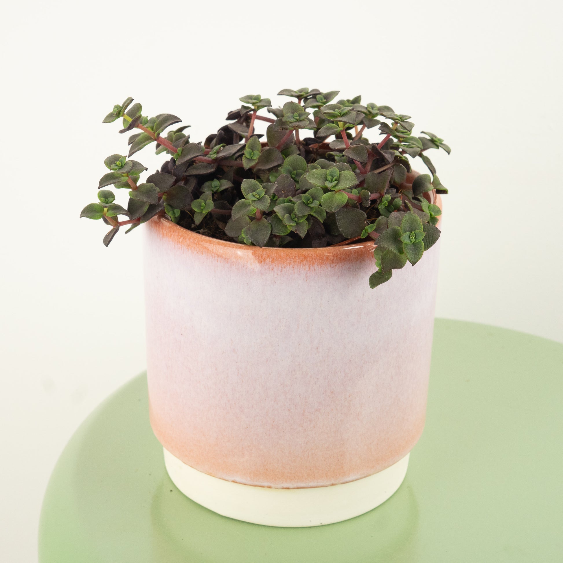 Calico Kitten | Red Rubra