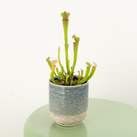 Trumpet Pitcher Plant | Fly Catcher | Stevensii