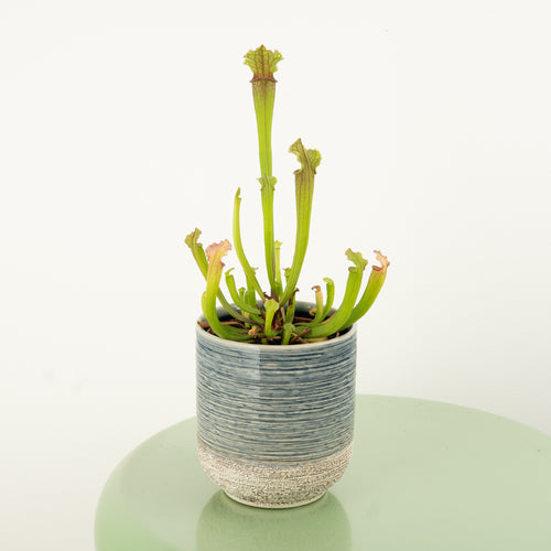 Trumpet Pitcher Plant | Fly Catcher | Stevensii