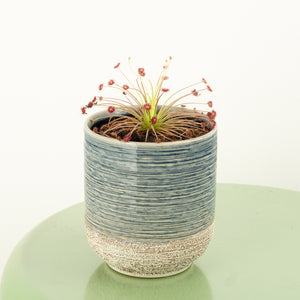 Alice Sundew | Paradoxa | Hard To Find - Indoor Plant