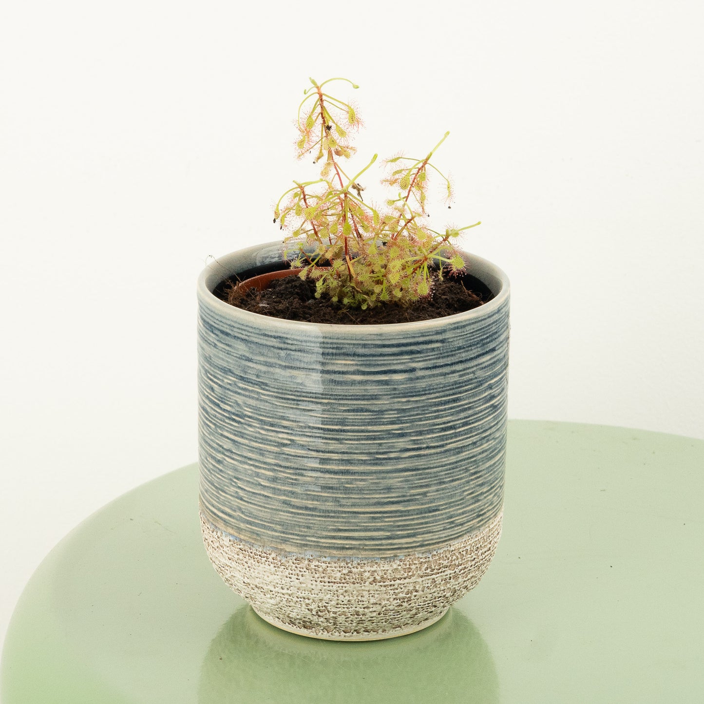 Alice Sundew | Madagascariensis | Hard To Find