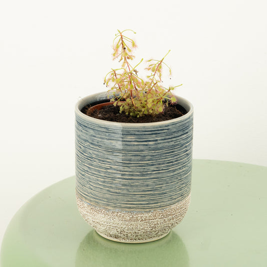 Alice Sundew | Mystery Variety! | Potted Houseplants
