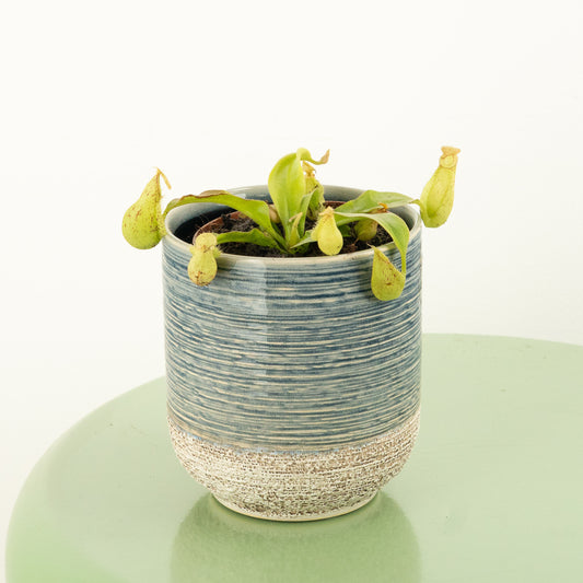 Monkey Jars | Hookeriana | Perfect Plants for Under £30