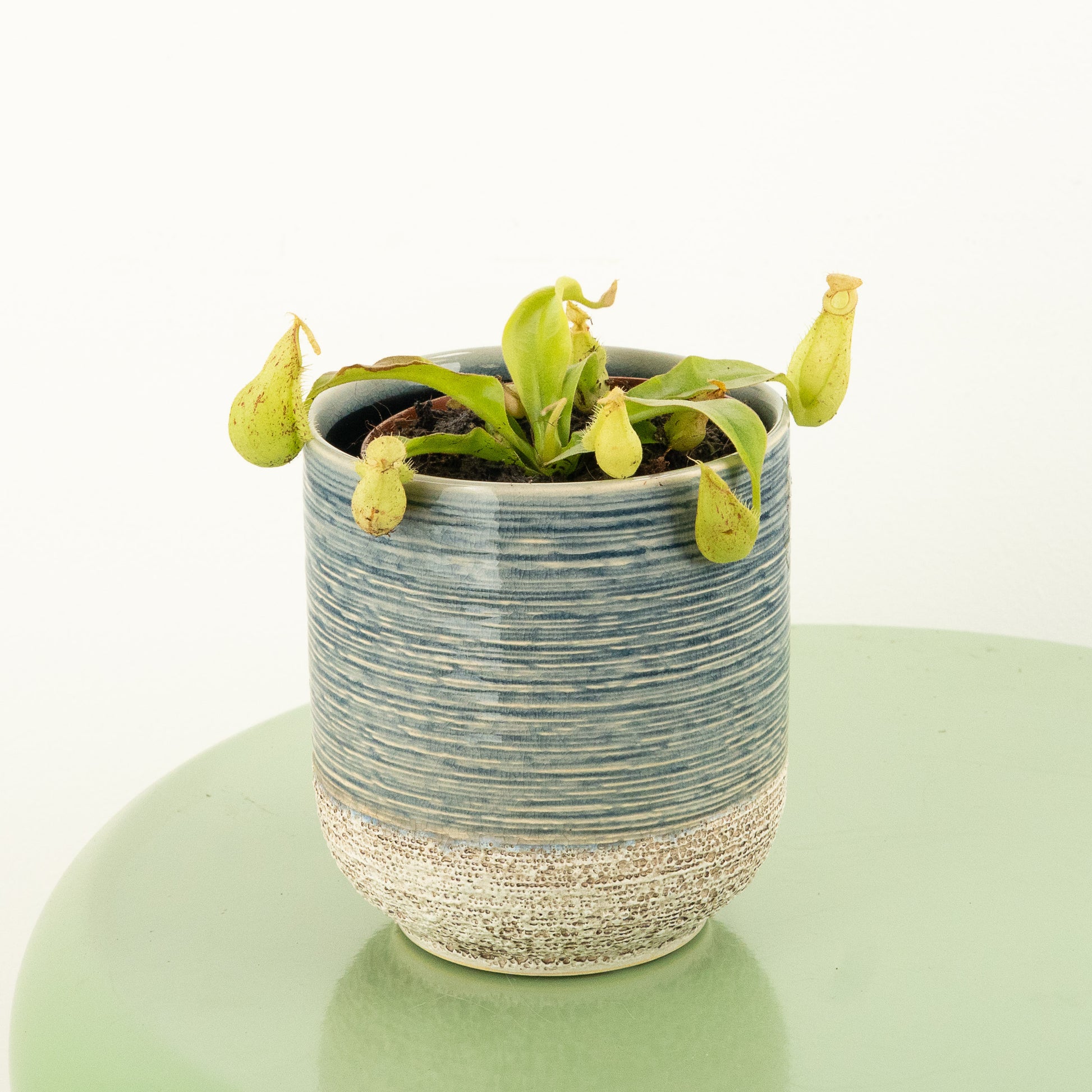 Monkey Jars | Hookeriana