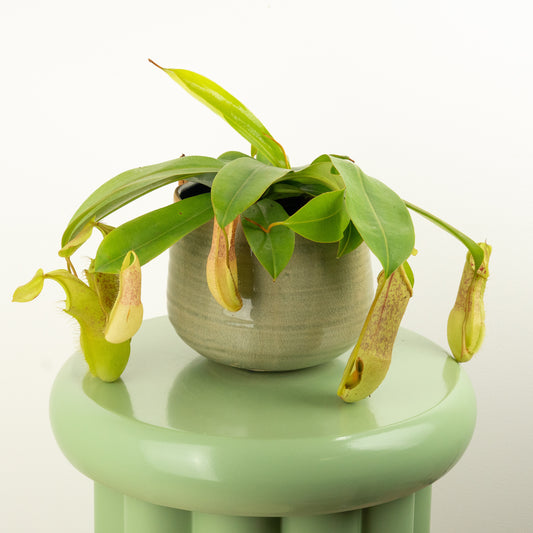 Monkey Jars | Hispida Beck | Perfect Plants for Under £50