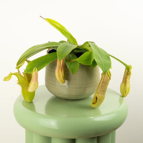 Monkey Jars | Hispida Beck