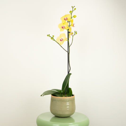 Phalaenopsis Orchid | Amalfi | Plant Gifts