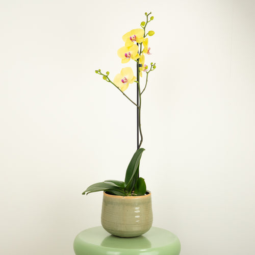 Phalaenopsis Orchid | Amalfi