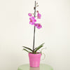 Phalaenopsis Orchid | Pink Pastel