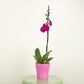 Phalaenopsis Orchid | Vivaldi