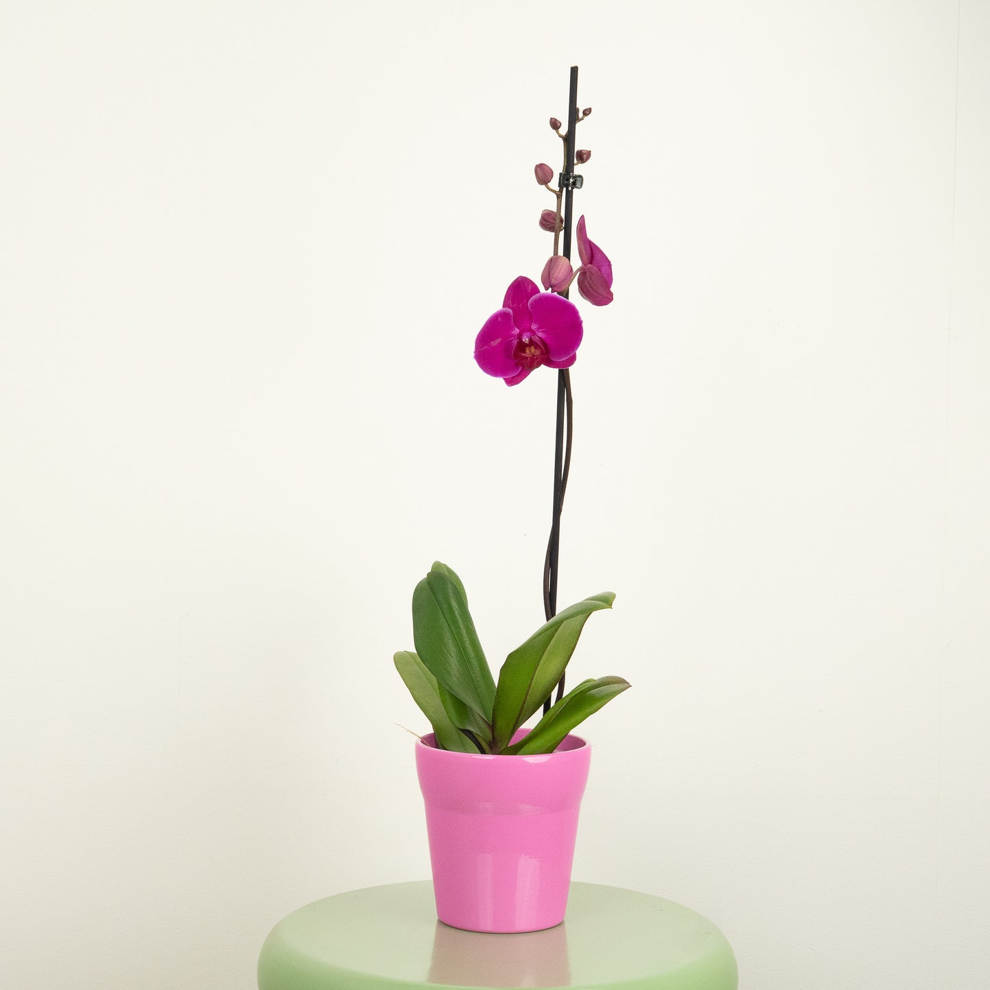 Phalaenopsis Orchid | Vivaldi