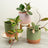 Plant Bundles