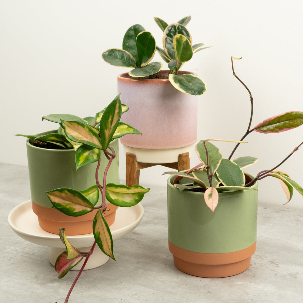 Indoor A Hoya There | Plant Bundle | 3 X PLANTS | 3 X POTS | Indoor Plant Bundle
