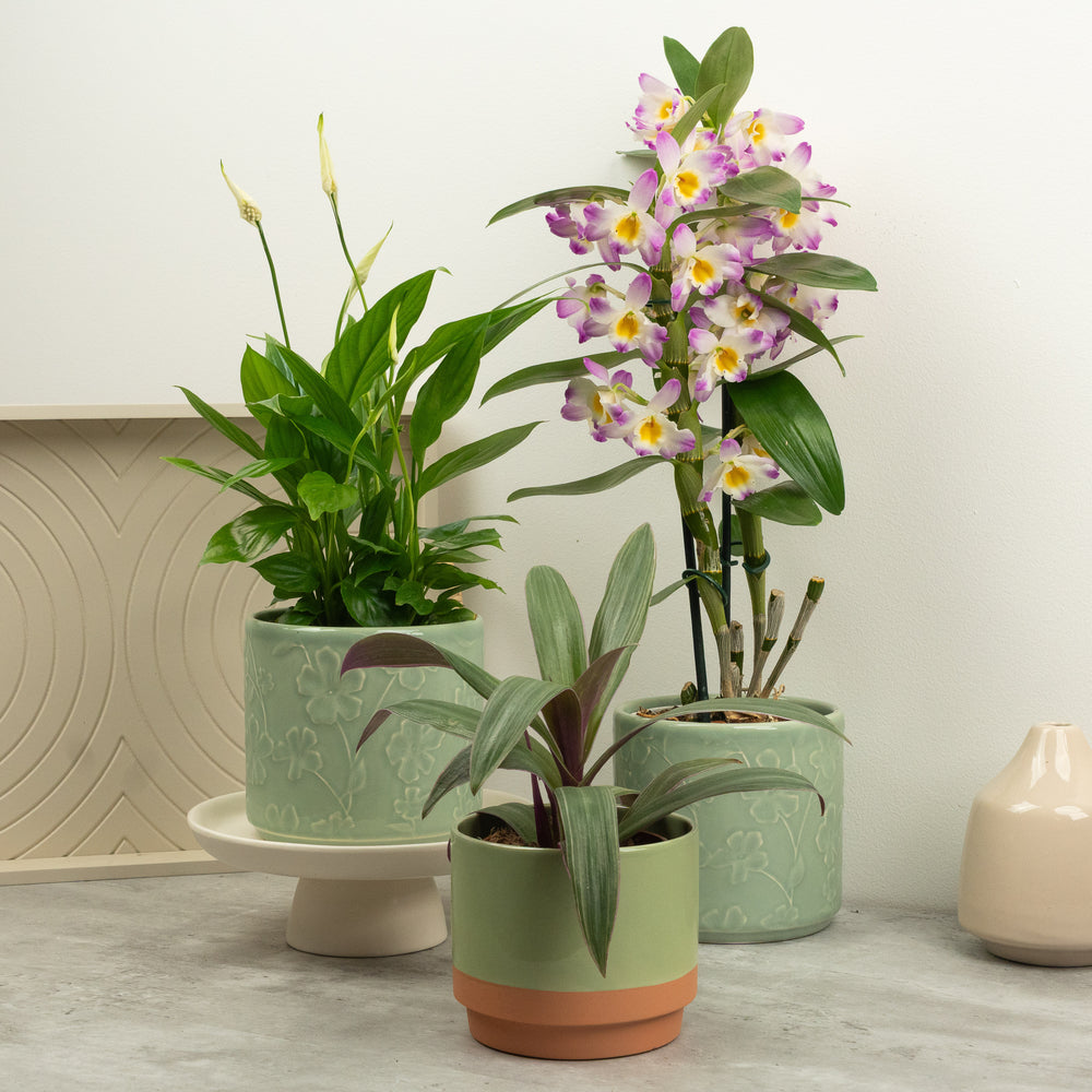 Indoor Flourishing Faith | Plant Bundle | 3 X PLANTS | 3 X POTS | Indoor Plant Bundle