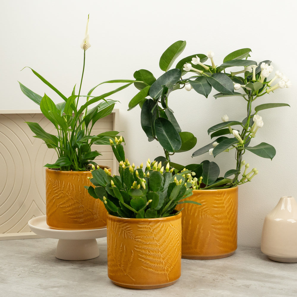Indoor Radiant Serenity | Plant Bundle | 3 X PLANTS | 3 X POTS | Indoor Plant Bundle
