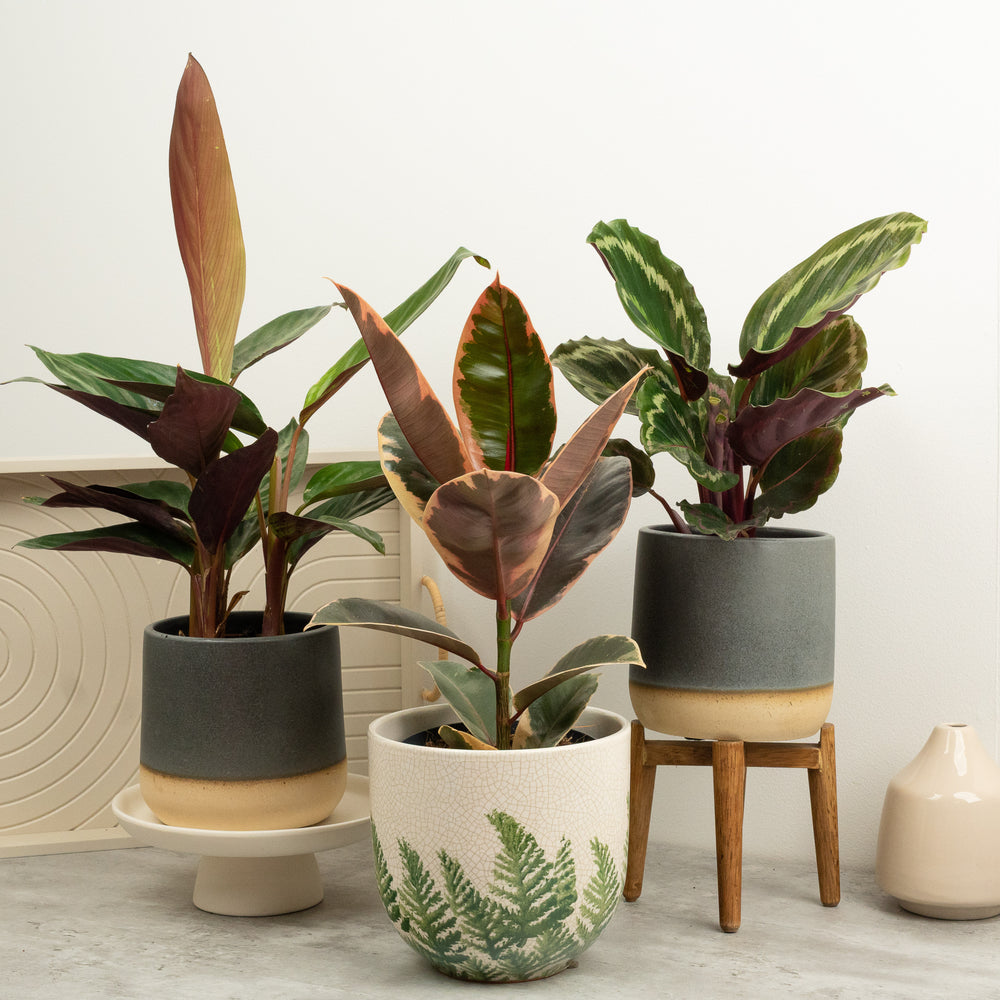 Indoor Seeing Red | Plant Bundle | 3 X PLANTS | 3 X POTS | Indoor Plant Bundle