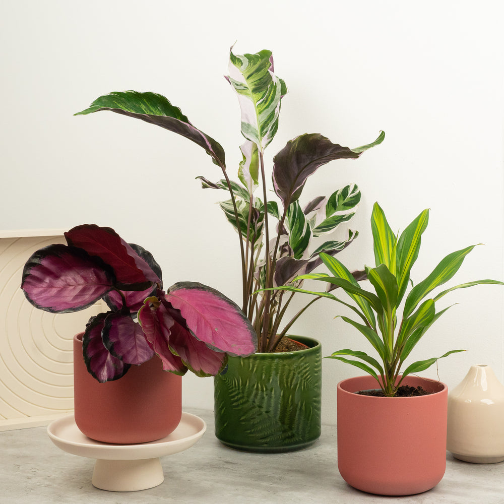 Indoor Tickled Pink | Plant Bundle | 3 X PLANTS | 3 X POTS | Indoor Plant Bundle