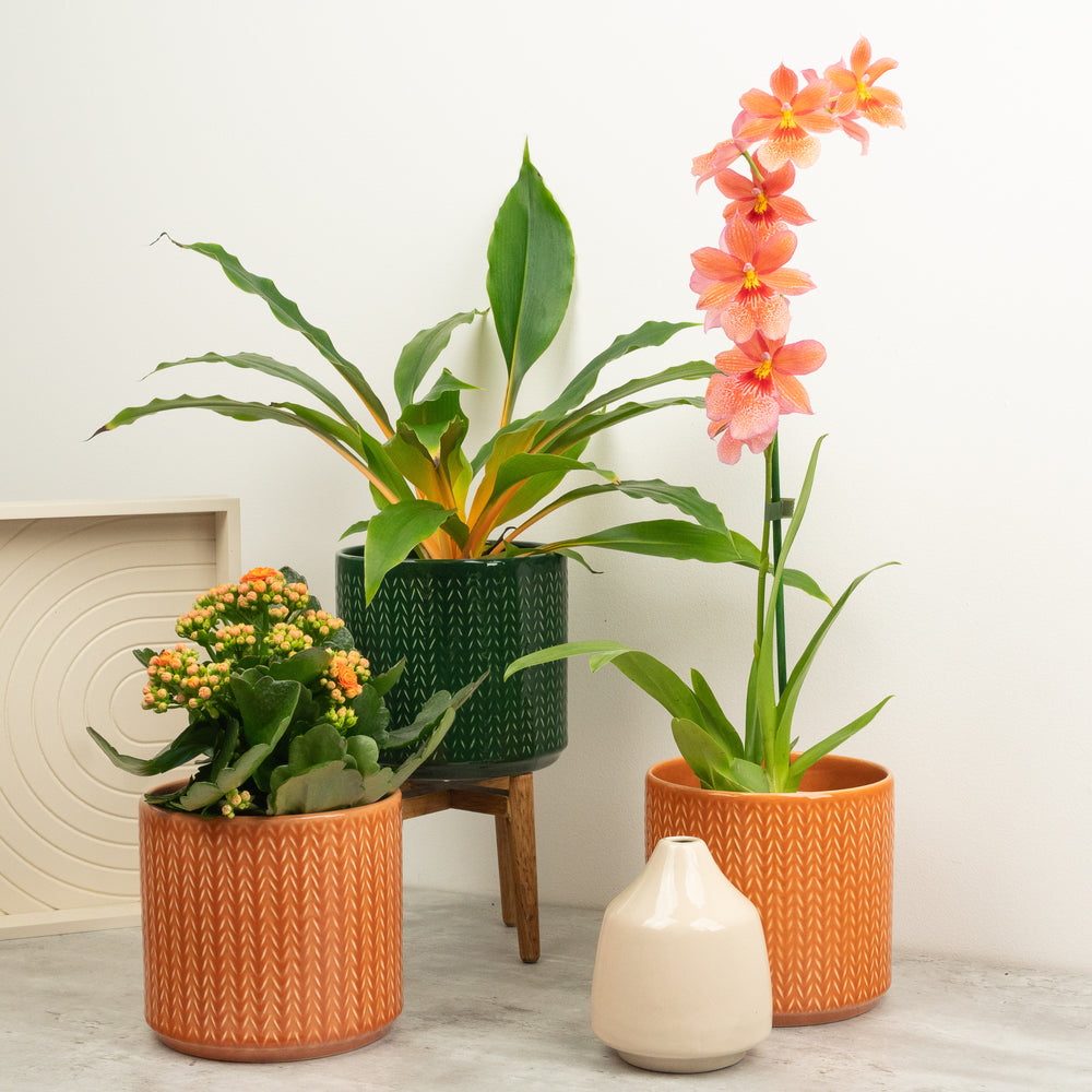 Indoor Peach Perfect | Plant Bundle | 3 X PLANTS | 3 X POTS | Indoor Plant Bundle