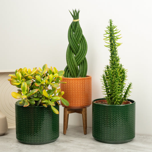 Desert Titans | Plant Bundle | 