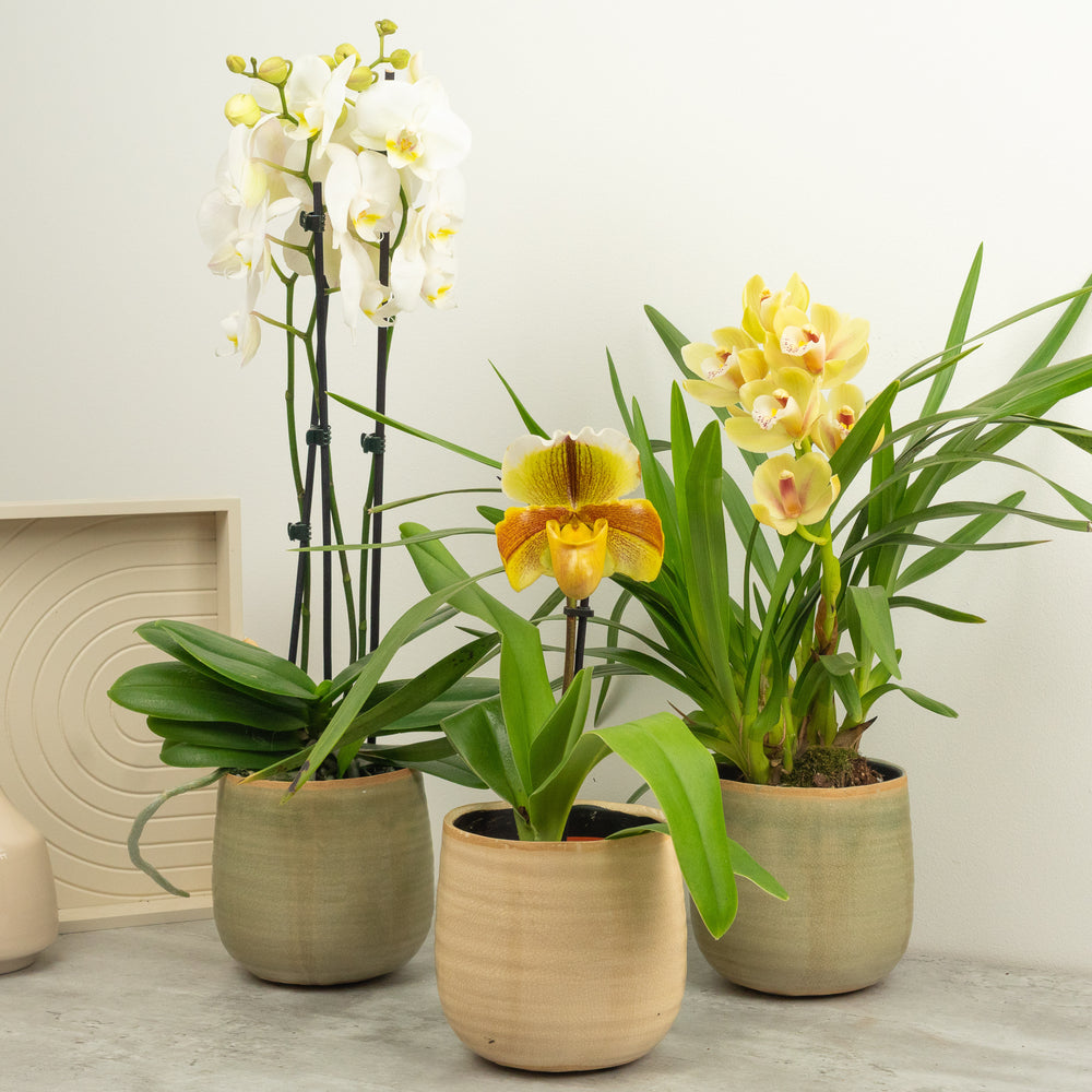 Indoor Blooming Grace | Plant Bundle | 3 X PLANTS | 3 X POTS | Indoor Plant Bundle