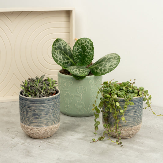 Mother of Turtles | Plant Bundle | Air Purifying Plants
