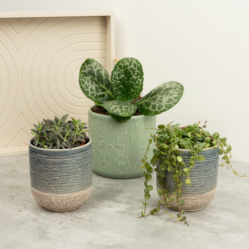 Indoor Mother of Turtles | Plant Bundle | 3 X PLANTS | 3 X POTS | Indoor Plant Bundle