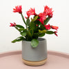 Easter Cactus | Red