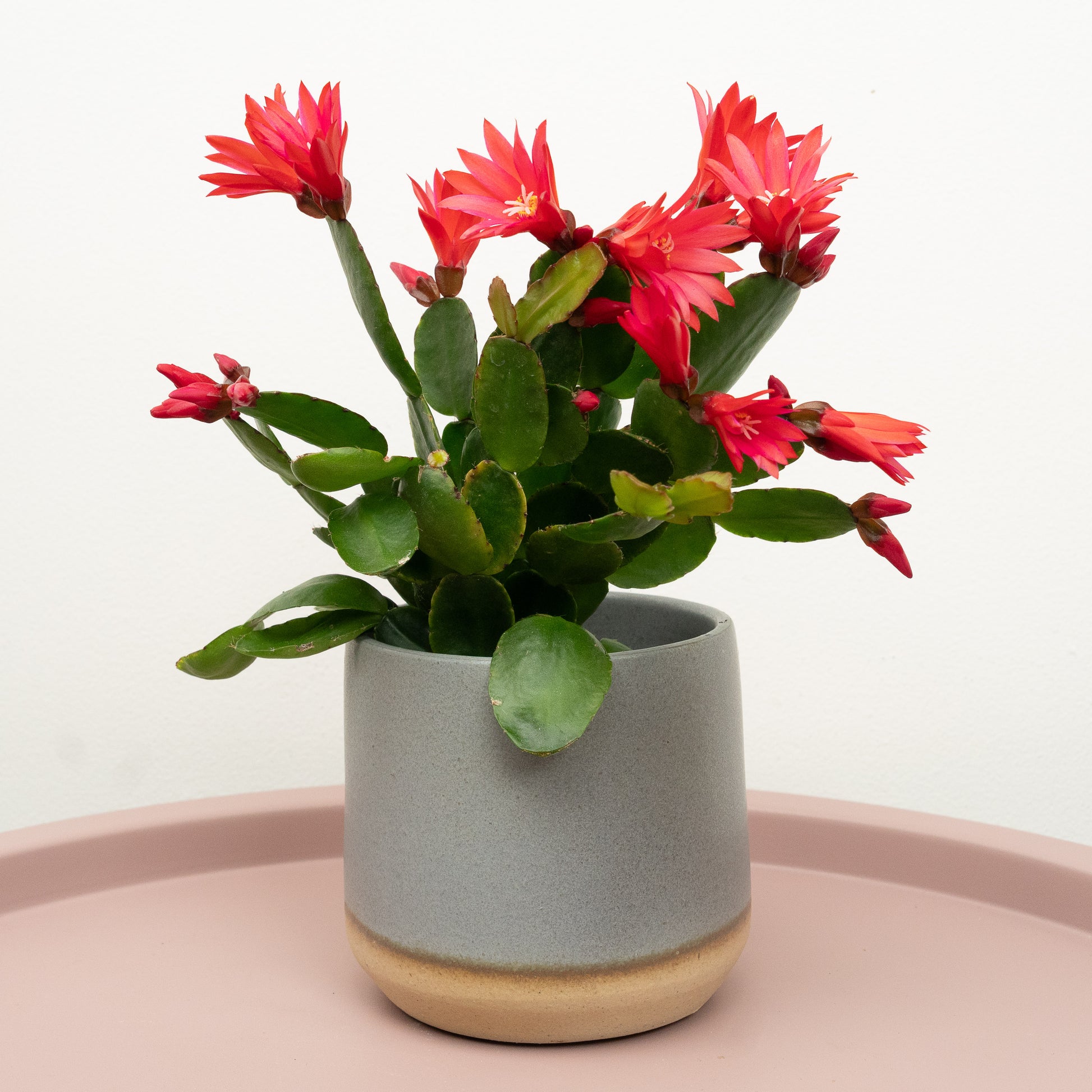 easter succulents Easter Cactus