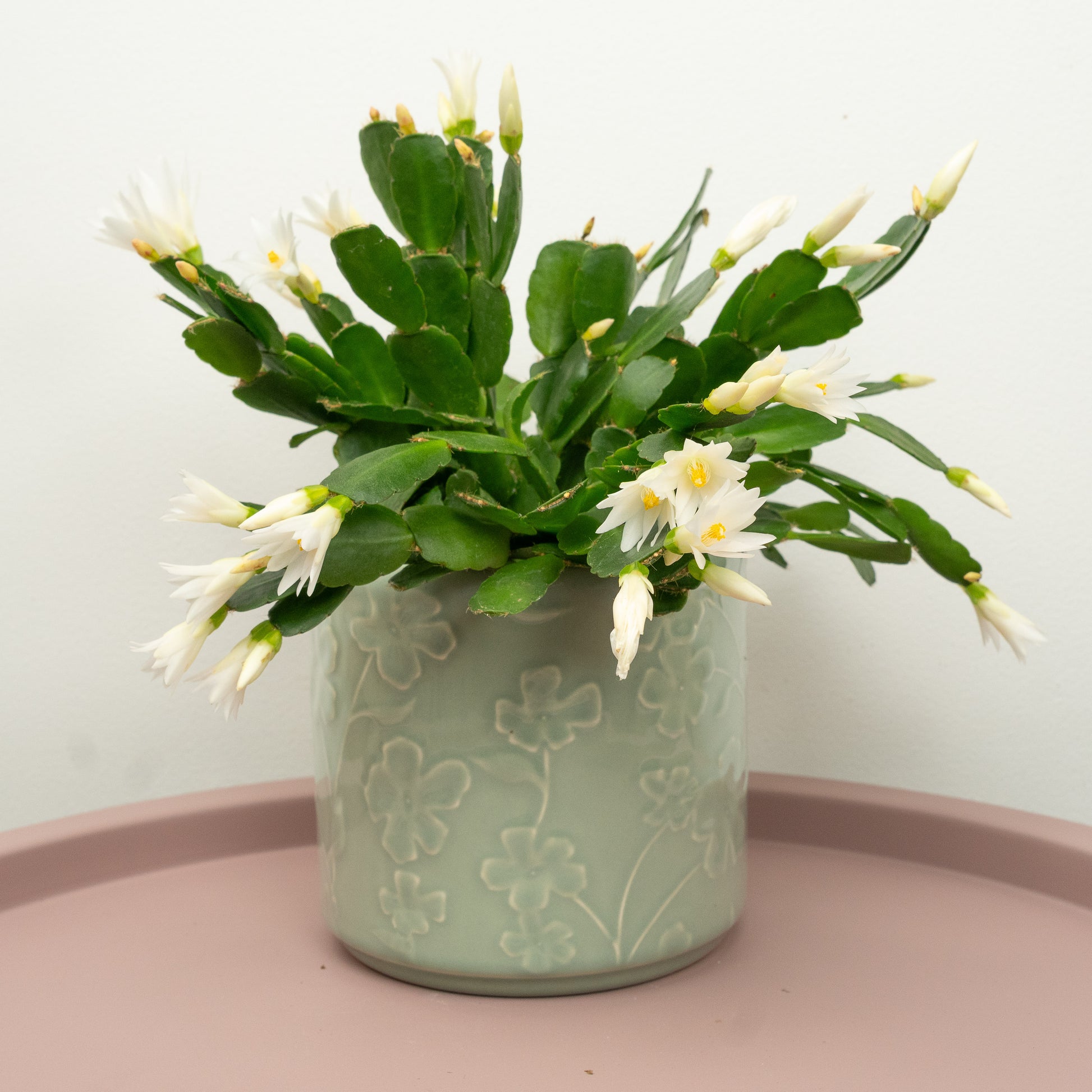 Easter Cactus | White