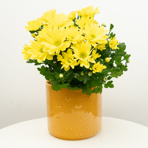 Mum | Sunny Days - Indoor Plant
