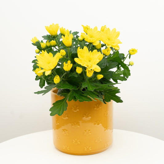 Mum | Double Yellow | Mother's Day