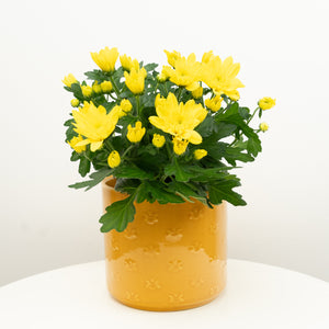 Mum | Double Yellow - Indoor Plant