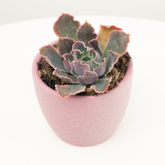 Echeveria | Neonbreaker | Air Purifying Plants